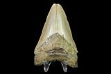 3.11" Fossil Megalodon Tooth - North Carolina - #130032-2